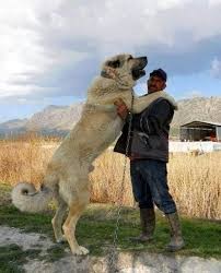 kangal çoban köpeği 2.jpg