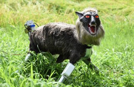 jap wolves2.jpg
