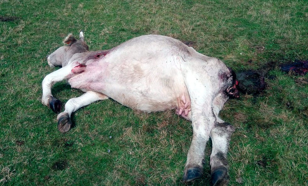 DANOS-DEL-LOBO-DUPLICAN-EN-UN-ANO-980x591.jpg
