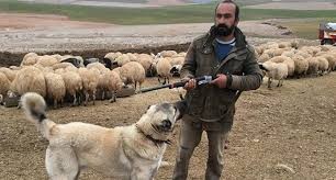 kangal çoban köpeği 3.jpg
