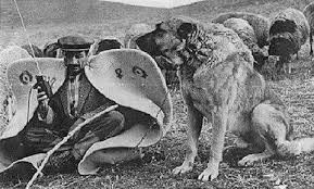 kangal çoban köpeği 4.jpg