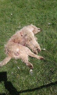 chien2Bbeuilbbd7-88d0c.jpg